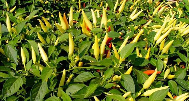 小米辣种植全攻略（种植小米辣的最佳季节与技巧）