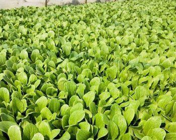 小青菜的播种时间和注意事项（如何掌握正确的播种时间和方法）