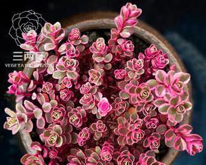 小球玫瑰的养殖方法（打造美丽花园的秘密）
