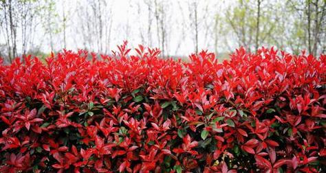 探秘小区植物的世界（从花园到阳台）