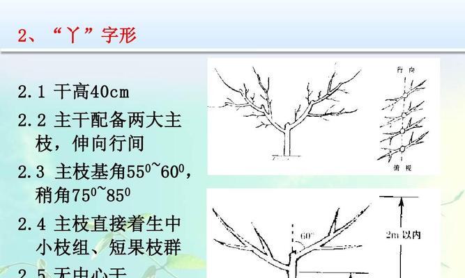 如何正确修剪小石榴树（剪枝时间）