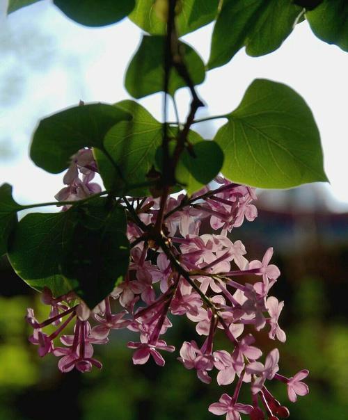 花叶丁香的花语（探索花叶丁香的美丽花语）