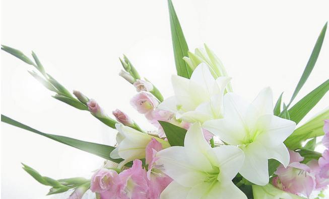黄百合花的寓意与象征意义（美丽而高尚的黄百合花）