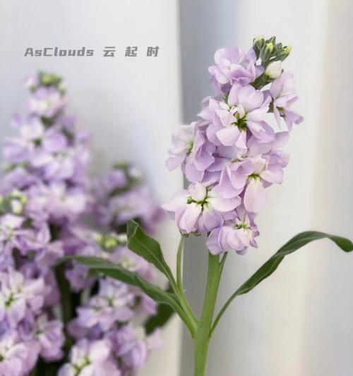 以黄色紫罗兰花语（传递自然纯真）