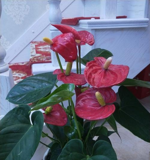 火鹤花（探究火鹤花的花语和传说）