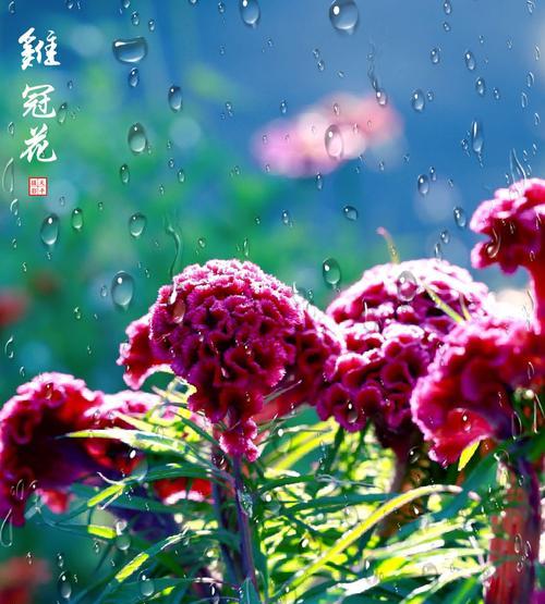 鸡冠花（探寻鸡冠花的花语寓意）