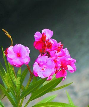 夹竹桃花语与传说（夹竹桃花开花落）