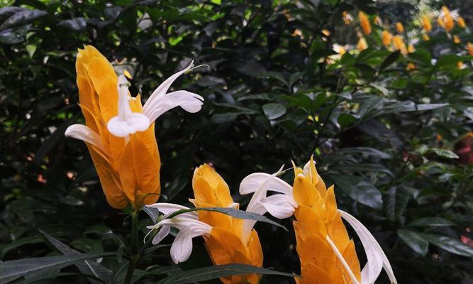 金苞花之花语（探寻金苞花的花语与象征意义）