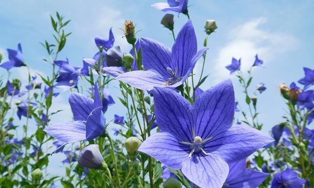 桔梗花花语——寄托希望与坚持（桔梗花的花语及寓意解读）