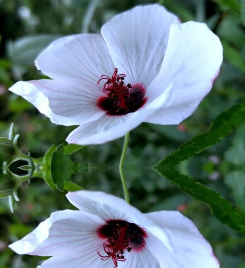 孔雀花的花语及其象征意义（探索孔雀花的花语与寓意）