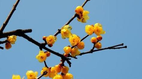 腊梅花（春寒料峭中独放芳香）