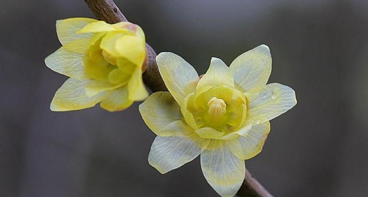 解读腊梅花的花语之美（腊梅花带来希望和坚韧的力量）