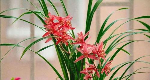兰花的意义与象征（探寻兰花的文化内涵）