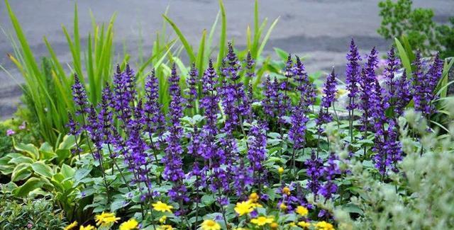 蓝花鼠尾草的花语及其寓意（揭秘蓝花鼠尾草的神秘语言）