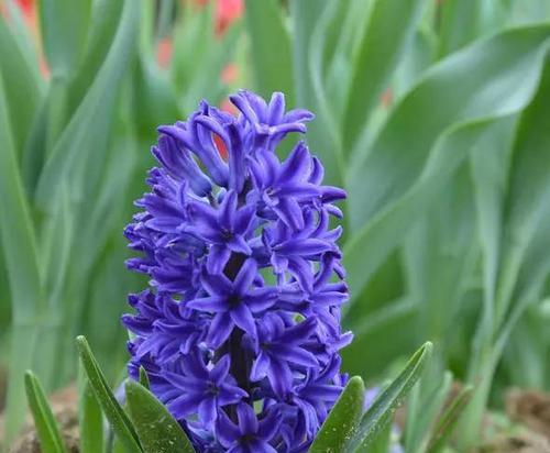 蓝色风信子花语（蓝色风信子花语传递的是什么）