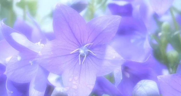 蓝色桔梗花的花语及其寓意（探寻桔梗花的象征意义）
