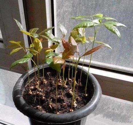 盆栽桂圆是否可结果（探究桂圆盆栽的生长和结果情况）