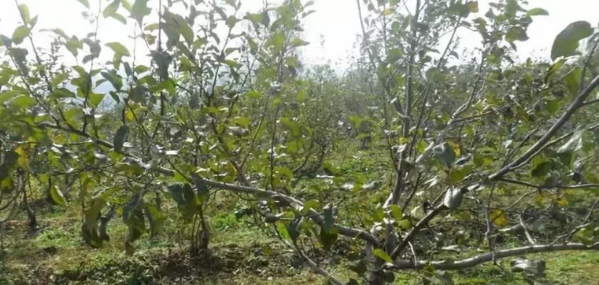 无花果树剪枝最佳时间（如何掌握无花果树剪枝技巧）