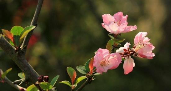 四季海棠的花期及特点——赏花必备