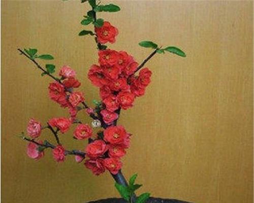 海棠花开花后的正确处理方法（让花开得更长久）