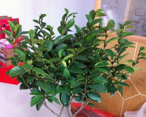 如何在院子里种植含笑花