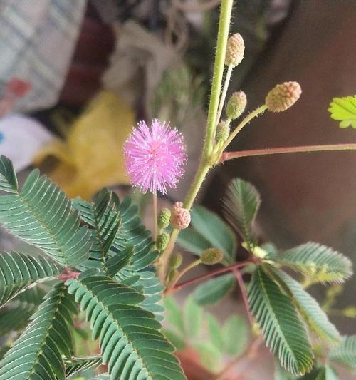 含羞草的冬日落叶之谜（探究含羞草为何在冬季掉落叶子的原因）