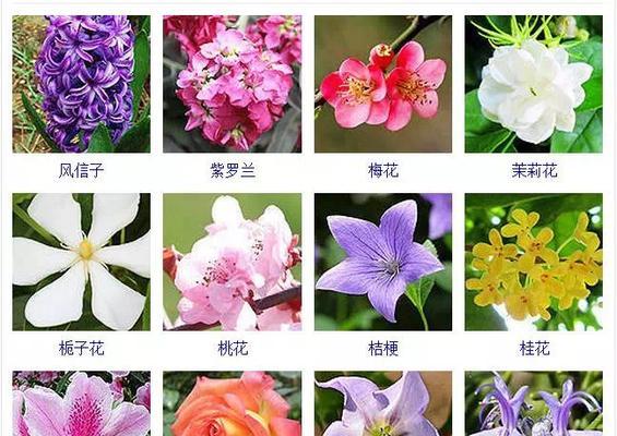 含羞草浇水技巧大全（四季浇水注意事项）