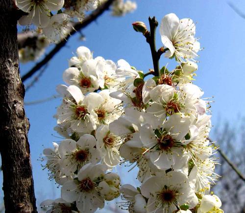 梅花的花语与人生哲理（探寻梅花背后的深意）