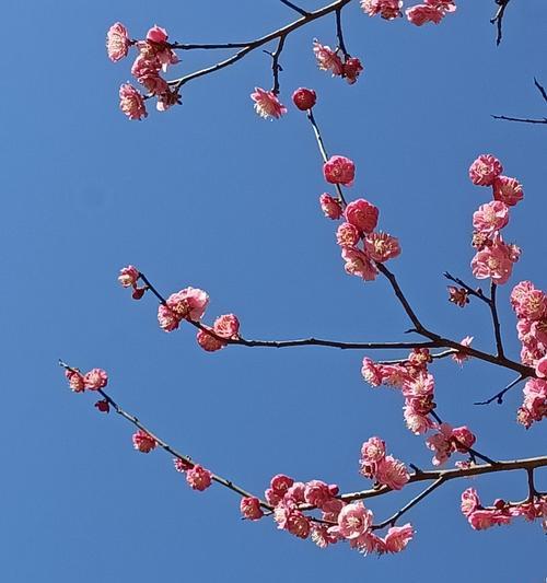 梅花的花语（梅花的坚韧和美丽）