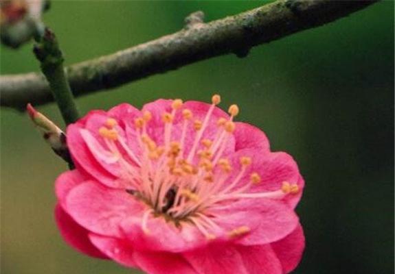 梅花花语的美与哲学（探寻梅花的深意）