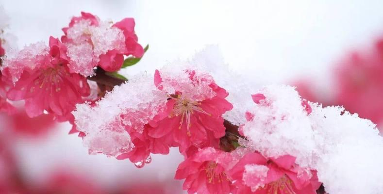 梅花摘心（以梅花摘心的含义及其在文学艺术中的表达）