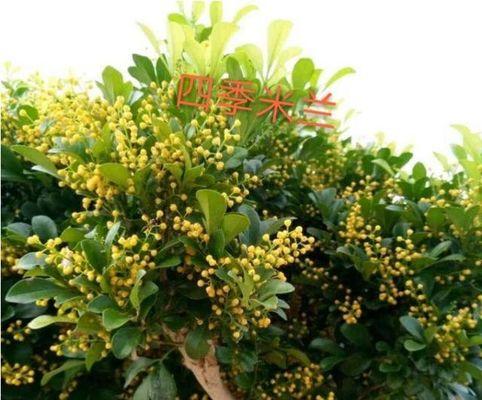 米兰花的花语代表什么（探寻米兰花的寓意和象征意义）