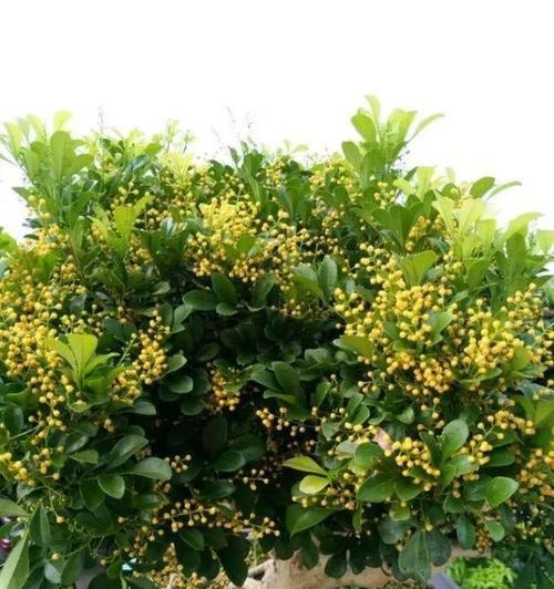 米兰花语的象征与寓意（揭示米兰花背后的深意）