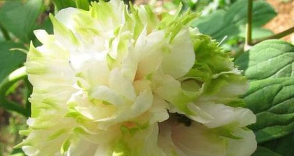 牡丹花语传说（一朵花的荣耀与心灵的寄托）