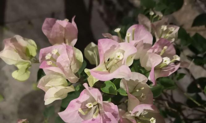 三角梅（探寻三角梅花的文化内涵与象征意义）
