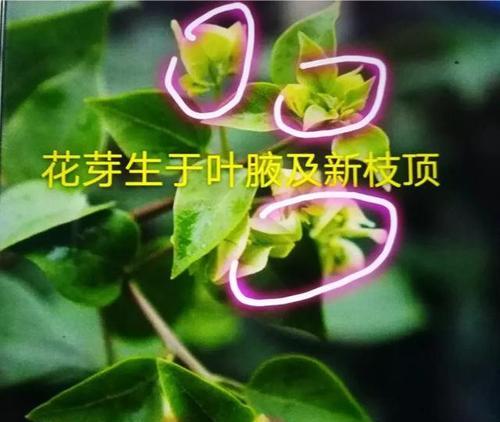 揭秘三角梅摘心的含义与方式（探讨三角梅摘心的象征意义及花卉养护技巧）
