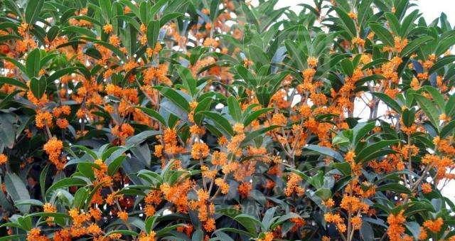 四季桂花的花语——灵动四季中的美丽（桂花的花语解析及其在四季中的象征意义）