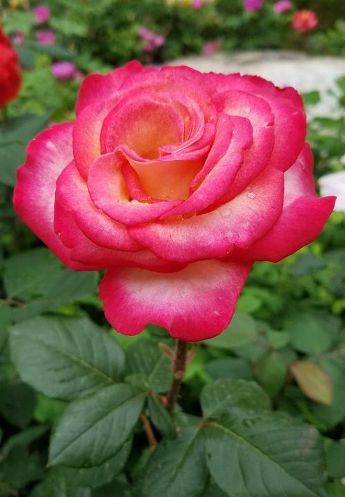 藤本月季花语（以花开为约）