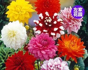 天竺牡丹花语的神秘之美（探索天竺牡丹花语的深层寓意）