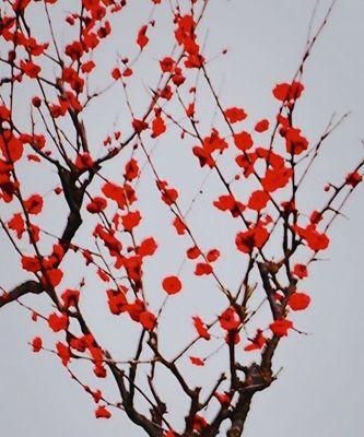 梅花坚韧不拔的意义（庭院梅花寓意与生活的启示）