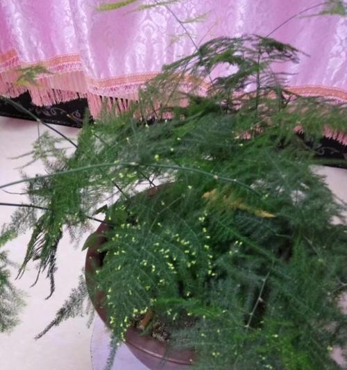文竹（以文竹代表的象征意义与生命智慧）
