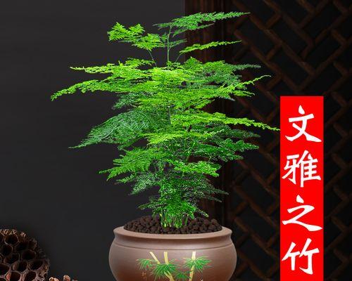 以文竹的盆栽（透过以文竹盆栽感受大自然的力量与美丽）