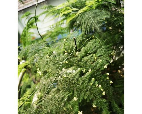 文竹花的寓意——力量与成长（以文竹花为象征）