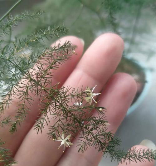 文竹开花的象征意义（探寻文竹开花所传达的寓意和象征意义）