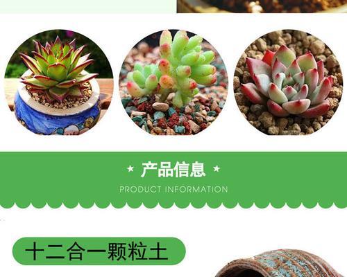 麦饭石——多肉植物的理想栽培基质（探秘麦饭石在多肉种植中的优势和应用）