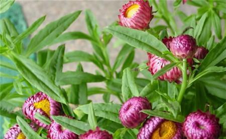 麦秆菊的花期及开花频率（了解麦秆菊的开花时间和周期）