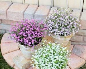 如何在院子里种植满天星？