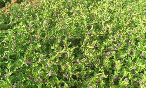 满天星的生长环境与种植技巧（从土壤到水分）