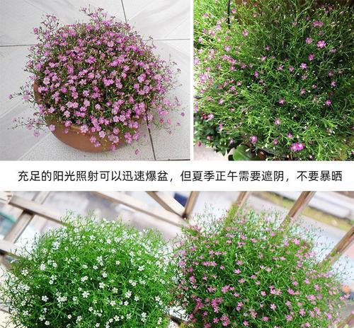 探秘满天星种子的来源（种子形成的过程及其生态价值）