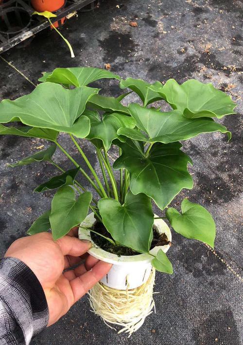 蔓绿绒水培攻略（适合家庭种植的绿色植物）